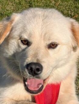 Cindy 💗 wartet in 12529 Schönefeld - Hamburg