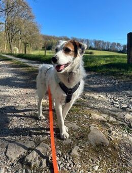 Lola ist wieder auf der Suche - Weiterstadt