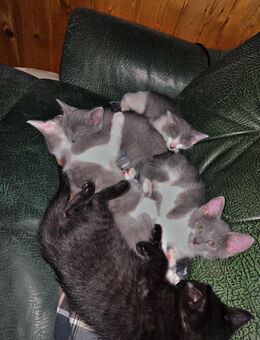 Ein Hauch von Magie – Unsere besonderen Siam-Felix-Kitten suchen liebevolle Herzen, die sie für immer tragen. - Dingolfing