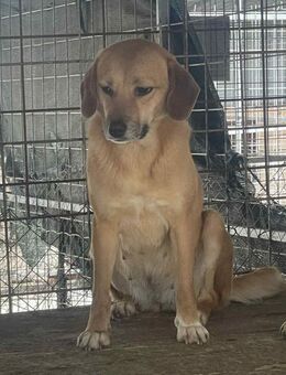 Gladys sucht ein liebevolles Zuhause - Blankenheim (Nordrhein-Westfalen)