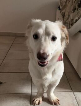 Kuschelexpertin Chewy sucht ihr Zuhause - Großefehn