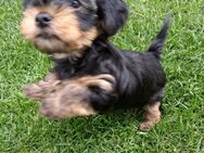 Lieber Yorkshire Terrier Welpe Rüde - Rudelzhausen