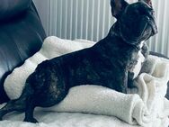 Französische Bulldogge in gute Hände - Berlin Treptow-Köpenick