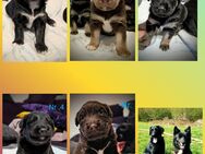 Labrador Pudel Labradoodle Bordercollie Husky Mischlings Welpen - Schwelm