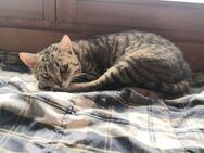 Kämpferin Letschi sucht Kuschelmensch - Walluf