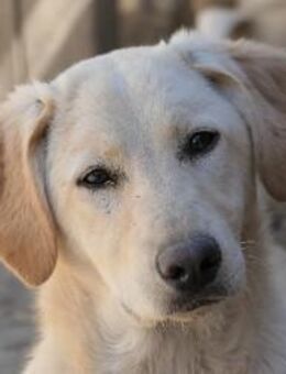 Zauberhafte, wunderschöne Olina - Kallmünz