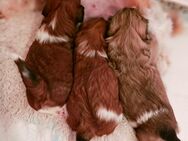 Shih-Tzu Welpen - Lauda-Königshofen