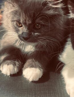 2 wundervolle Kater abzugeben - Hürtgenwald