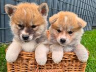 Hübsche Akita Inu Welpen - Minden (Nordrhein-Westfalen)