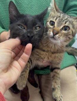 Süßes-Kätzchen-Pärchen♥ Müsli & Moldi ♥ - Hamburg