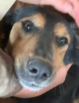 Arielle-zutrauliche Hündin, 49cm - Rösrath