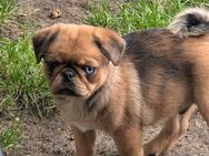 Retromops Welpen suchen eine neue Familie - Munster