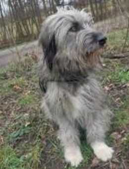 Ivette hübsche Wuschel-Hündin - Hüllhorst