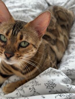 Reinrassige Bengalkatze - Nieder-Olm