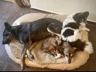 NELLO, Traumhund sucht Traumzuhause - Koblenz