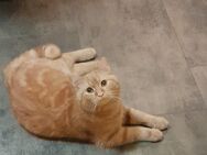 Kater wird abgegeben - Gelsenkirchen Erle