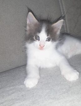 Maine Coon Kitten Junge mit Stammbaum in blue tabby white - Murrhardt