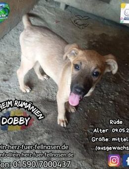 DOBBY-schenkst du mir deine Socke? - Waakirchen