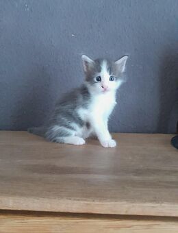 Maine Coon Kitten Junge mit Stammbaum in blue tabby white - Murrhardt