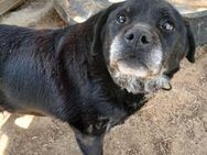 🆘liebe Mimi sucht Gnadenplatz💕 - Eislingen (Fils)