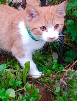EKH Kitten Mix Rot /Weiss nur noch ein Kater und Kätzchen - Wendelstein