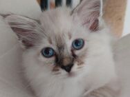 Heilige birma kitten - Marl (Nordrhein-Westfalen)