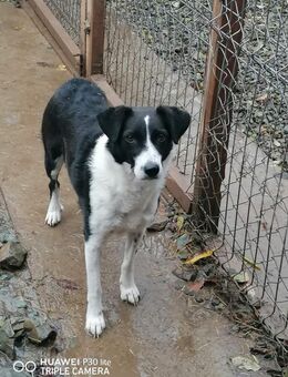 Besondere Hündin Manja sucht Körbchen - Chemnitz