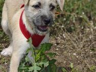 🐾💔 Anja Ein kleines Welpenherz sucht - Kassel