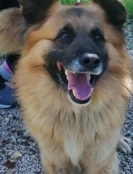 Vöri von kettenlos - Bollingstedt