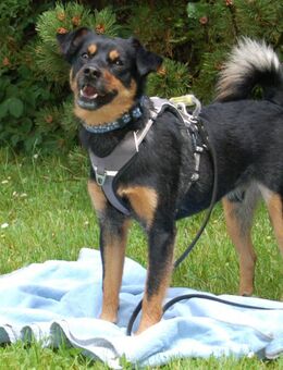 Lego - Pinscher-Mix - 5 Jahre - Tierhilfe Franken e.V. - Lauf (Pegnitz) Zentrum