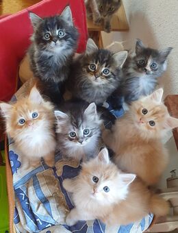 Reinrassige Sibirische Waldkatze Kitten, Sibirische Katze, Waldkatze - Oppurg