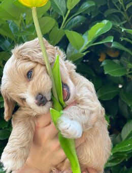 Maltipoo Welpen - Minden (Nordrhein-Westfalen)