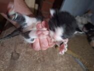Katzen zu verkaufen - Pferdingsleben