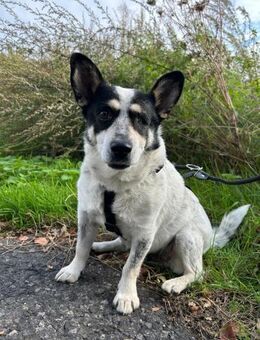 Tommy - kleiner, lieber Wirbelwind - Hochheim (Main)