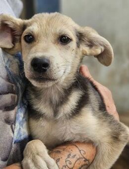 RAJAN ~ sooo ein putziges Kerlchen - Duisburg