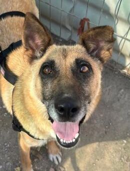 liebenswerte FLAVIA sucht 💖 - Kallmünz