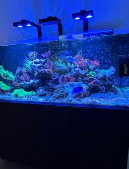 Redsea Reefer 625 G2 Meerwasseraquarium - Rösrath