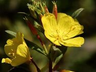 Nachtkerze Nachtkerzesamen Samen gelb Pflanze Blume blüht abends Blumensamen leuchtend gelbe Blüten besonders für Falter und nachtaktive Insekten Garten - Pfedelbach