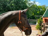 Springpferd mit Top-Abstammung: Hippi Hi-Ten - Isterberg