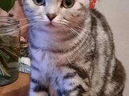 Bkh Katze - Müllheim