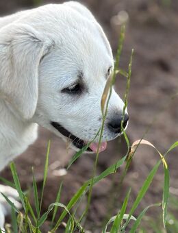 Labrador Welpe - Rahden Tonnenheide