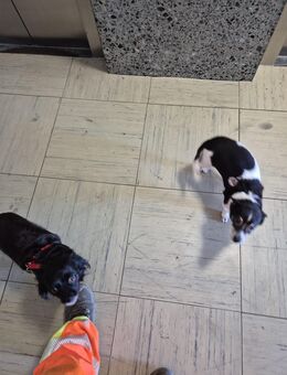 Liebevolle Hündin abzugeben - Elmshorn