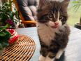XXL Reinrassiges Maine Coon Kitten Ernie mit Papiere in 46238