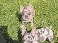 Bulldoggen Welpen - Duisburg
