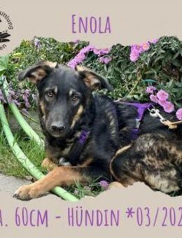 Enola - Rotenburg (Fulda)