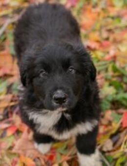 255510 - genau so wird es werden... - Overath