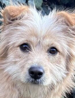 Matteo - süßer Struppi - Süderbrarup