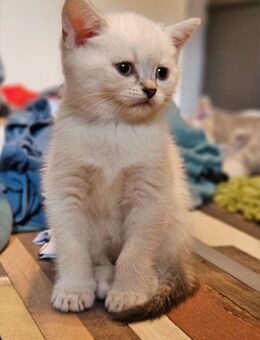 Süße BKH Kitten - Dortmund