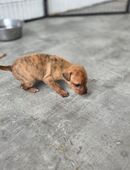 Galgo–Golden-Retriever Mischlingswelpen – privater Wurf (Deutschland) in 35428