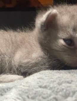 Wunderschöne BKH-Mix & Türkisch Angora Kitten in liebevolle Hände abzugeben - Bonn Endenich